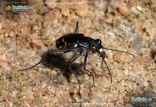 Western Tiger Beetle - photo 5