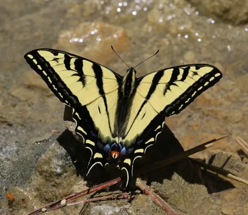 Western Tiger Swallowtail