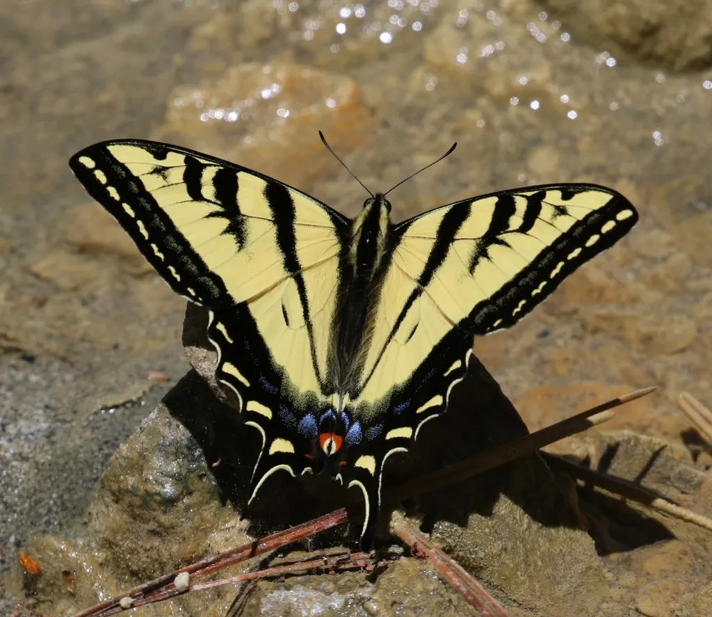 Western Tiger Swallowtail - photo 2