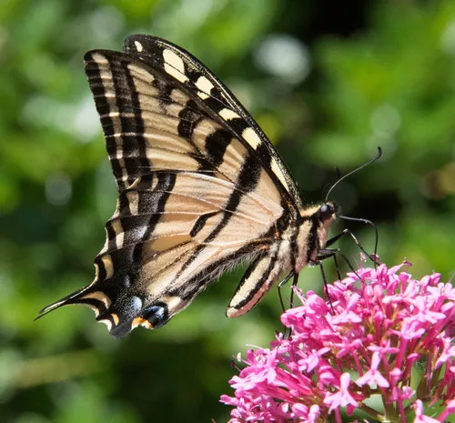 Western Tiger Swallowtail - photo 4
