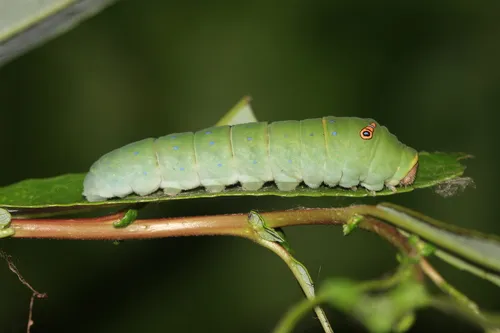 Western Tiger Swallowtail - photo 5