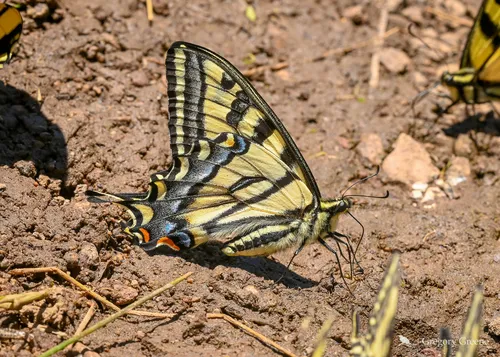 Western Tiger Swallowtail - photo 6