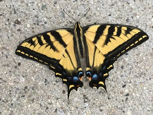 Western Tiger Swallowtail - photo 7