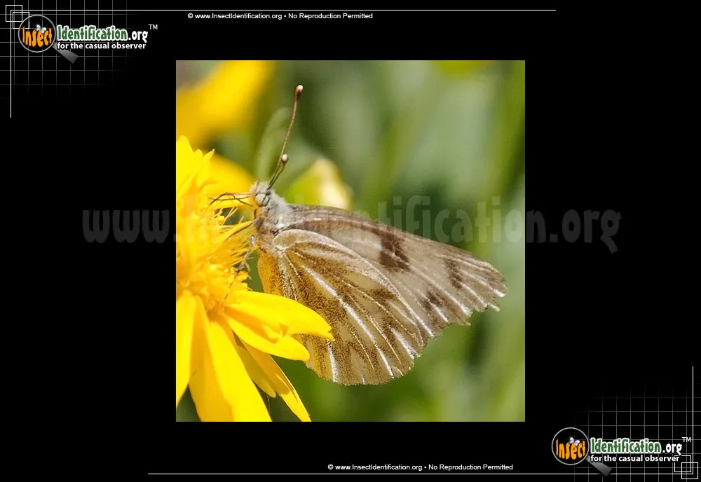 Western White Butterfly