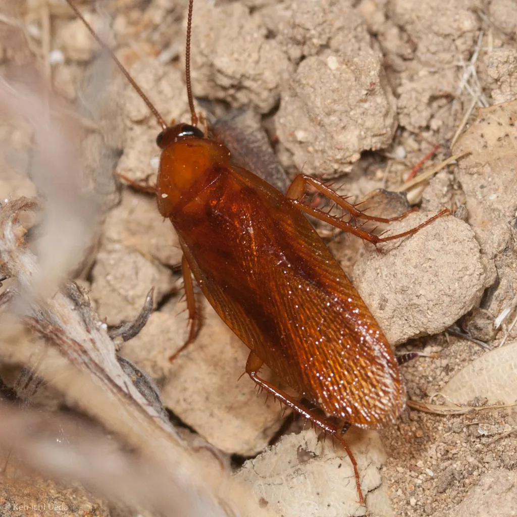 Western Wood Cockroach - photo 2