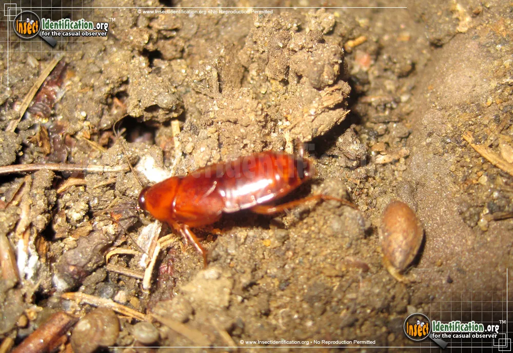 Western Wood Cockroach - photo 5