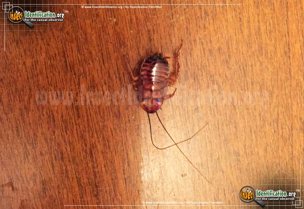Western Wood Cockroach - photo 6