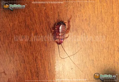 Western Wood Cockroach - photo 7