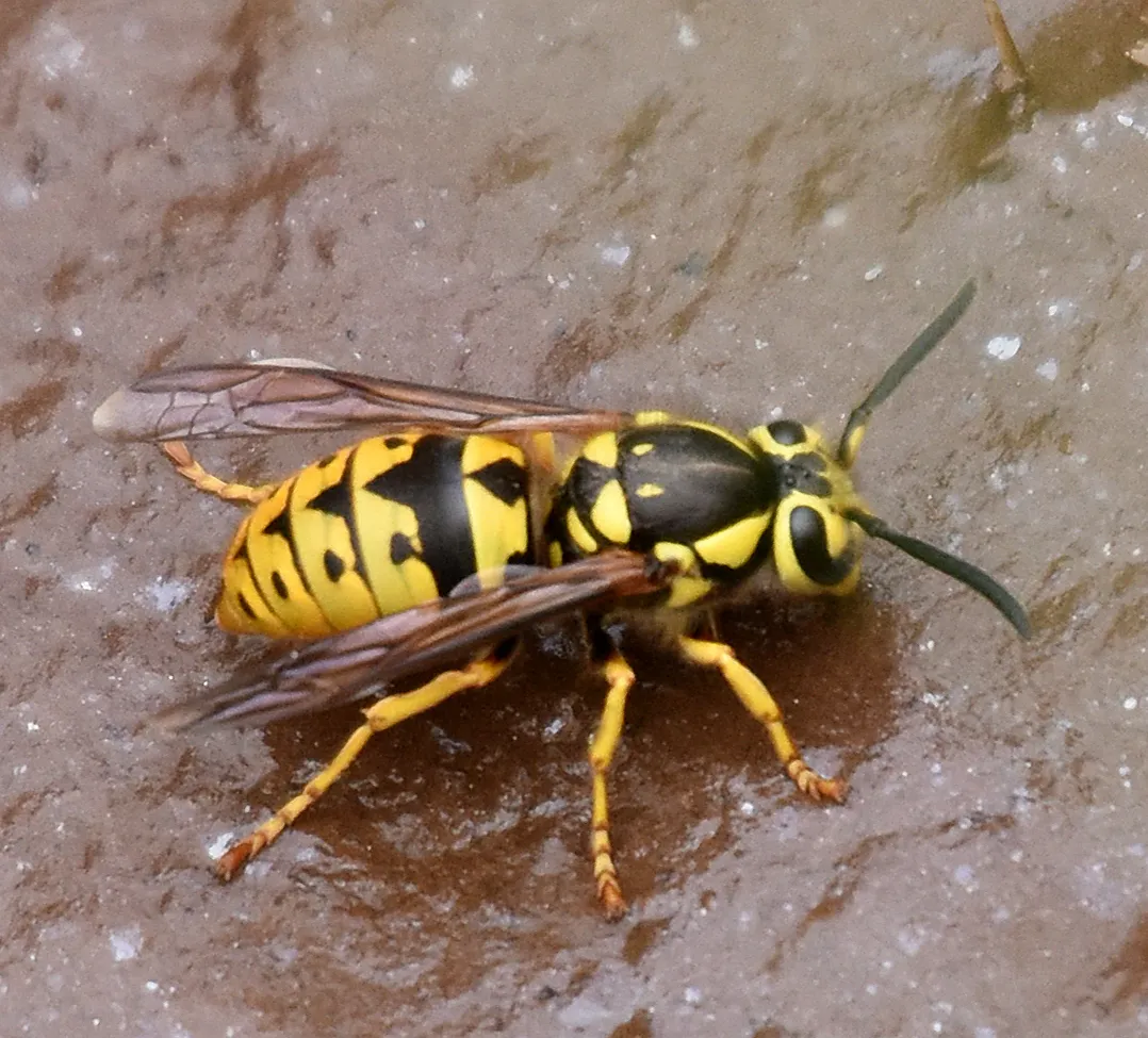 Western Yellowjacket - photo 2