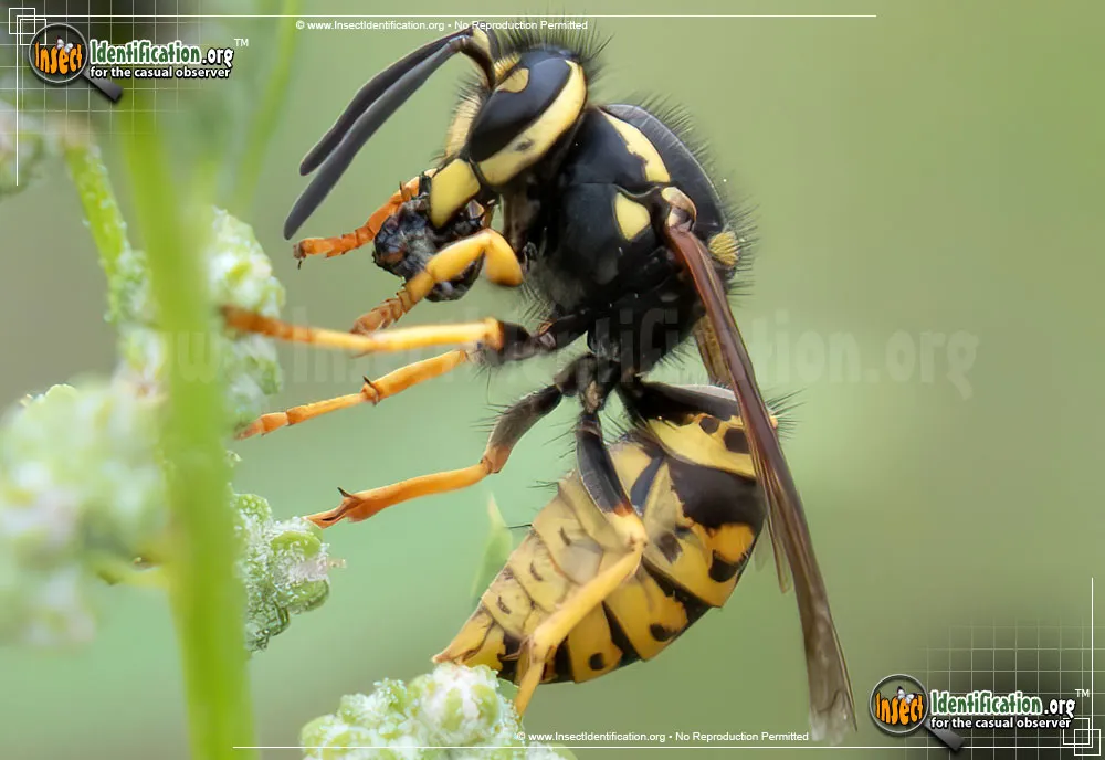 Western Yellowjacket - photo 3