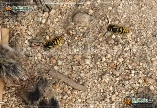 Western Yellowjacket - photo 4