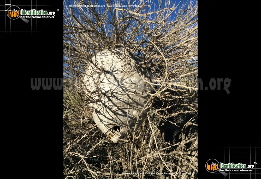 Western Yellowjacket - photo 5