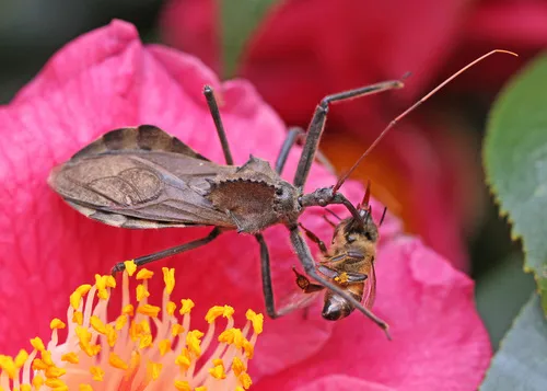 Wheel Bug - photo 2