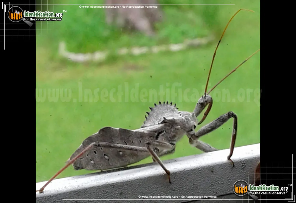 Wheel Bug - photo 4
