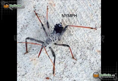 Wheel Bug - photo 5