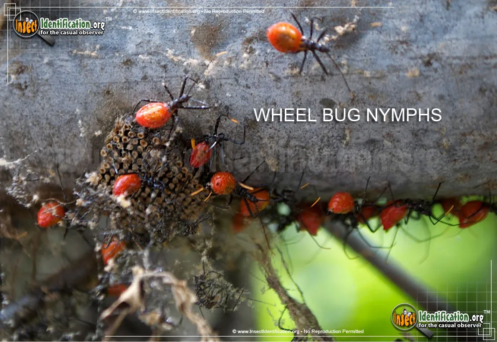 Wheel Bug - photo 7
