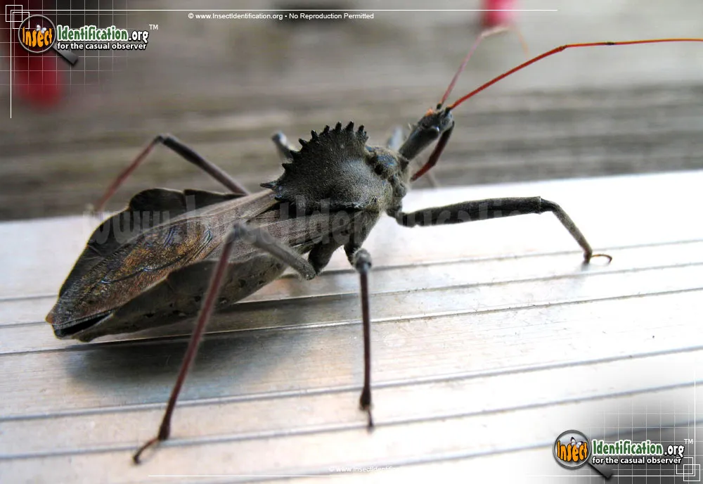 Wheel Bug - photo 8