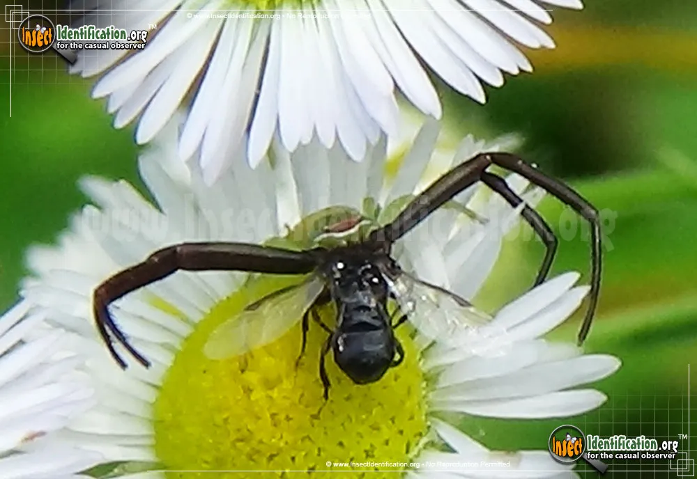 Whitebanded Crab Spider