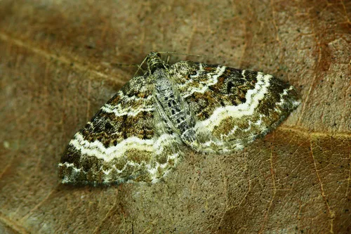 White-banded Toothed Carpet Moth