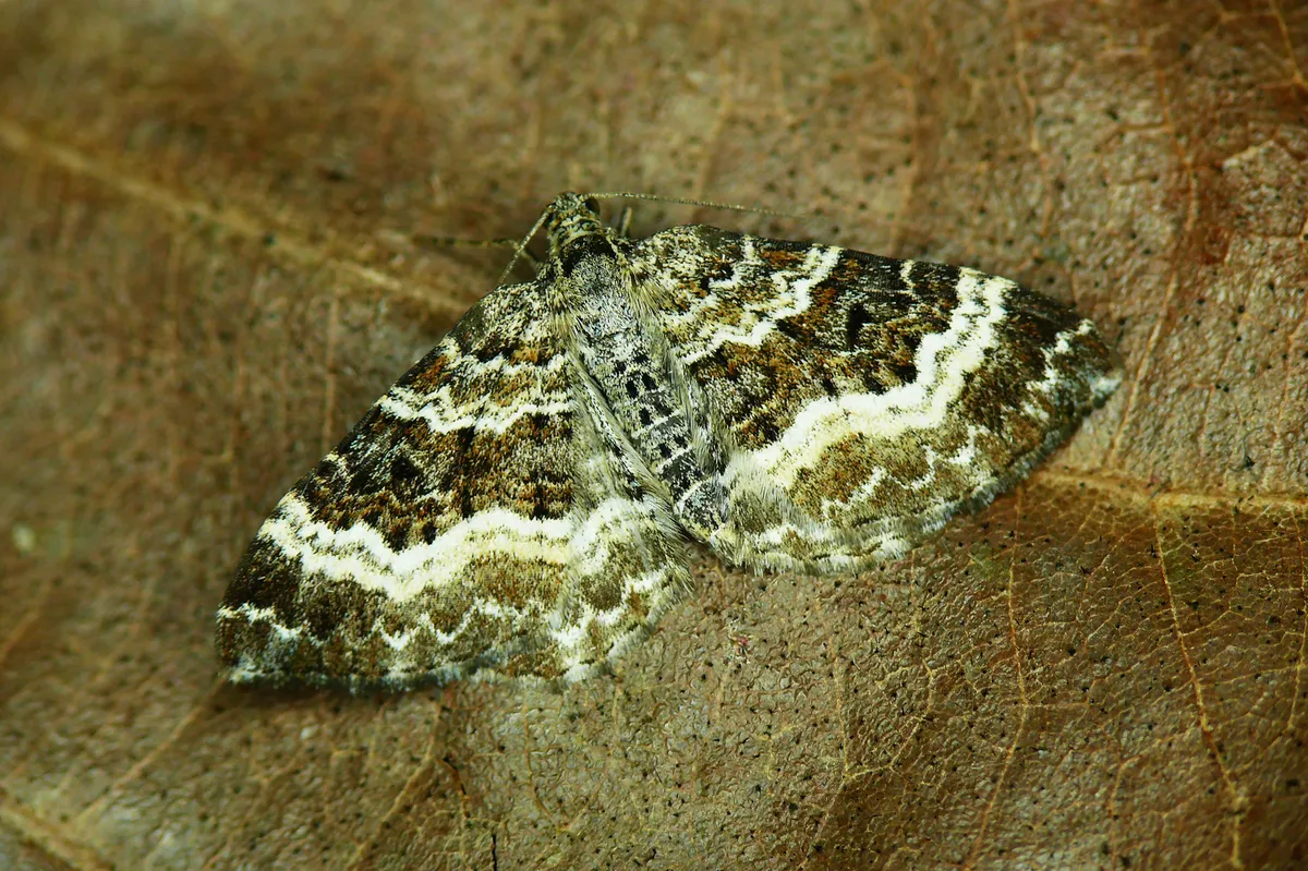 White-banded Toothed Carpet Moth - photo 2