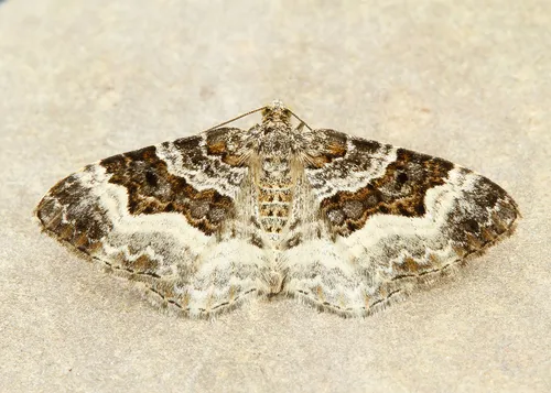 White-banded Toothed Carpet Moth - photo 4