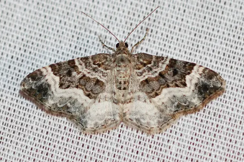 White-banded Toothed Carpet Moth - photo 5