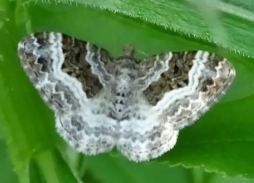 White-banded Toothed Carpet Moth - photo 6