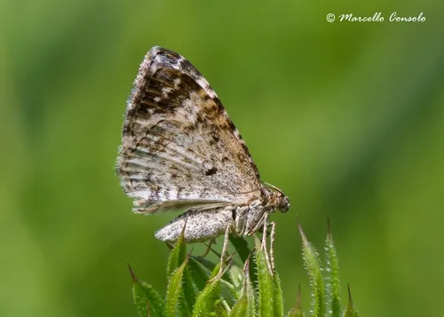 White-banded Toothed Carpet Moth - photo 7