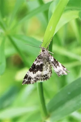 White-banded Toothed Carpet Moth - photo 8