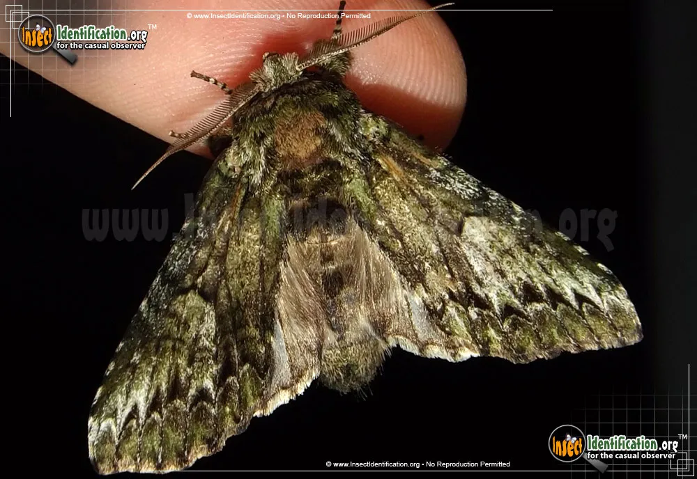 White-blotched Heterocampa