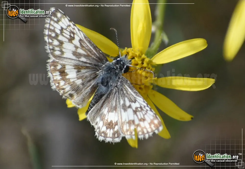 White Checkered-Skipper - photo 3