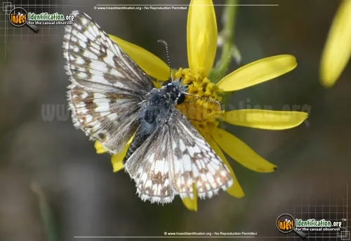 White Checkered-Skipper - photo 4