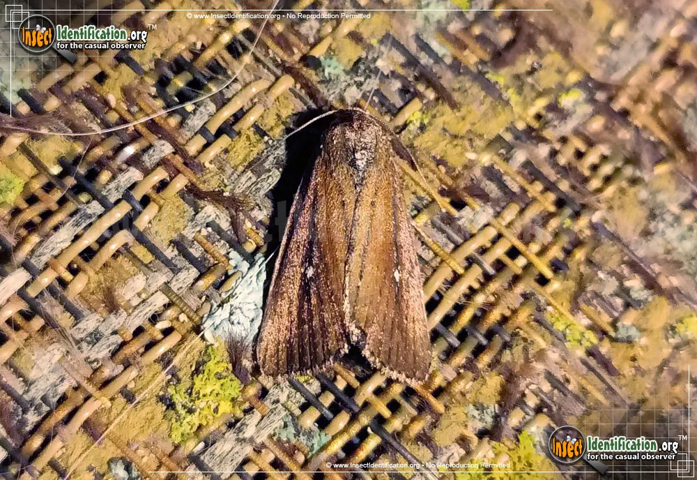 White-dotted Groundling Moth