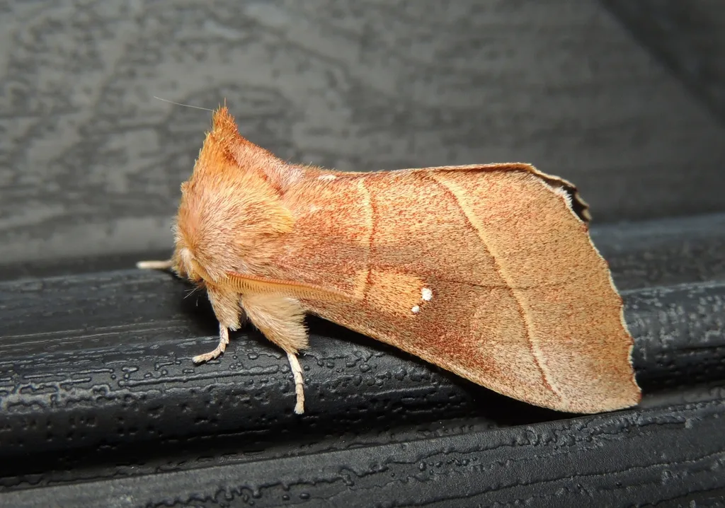 White-dotted Prominent - photo 2