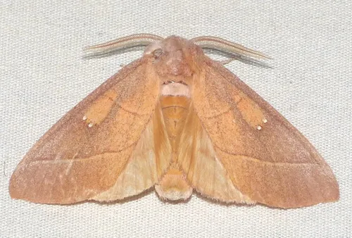 White-dotted Prominent - photo 4