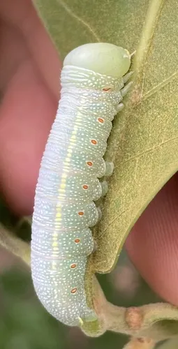 White-dotted Prominent - photo 5