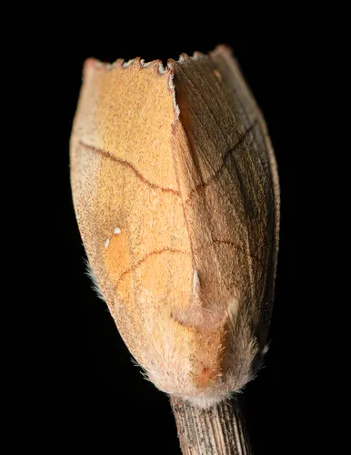 White-dotted Prominent - photo 6