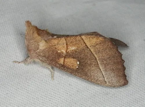 White-dotted Prominent - photo 7