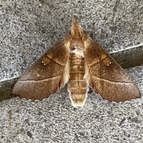 White-dotted Prominent - photo 8