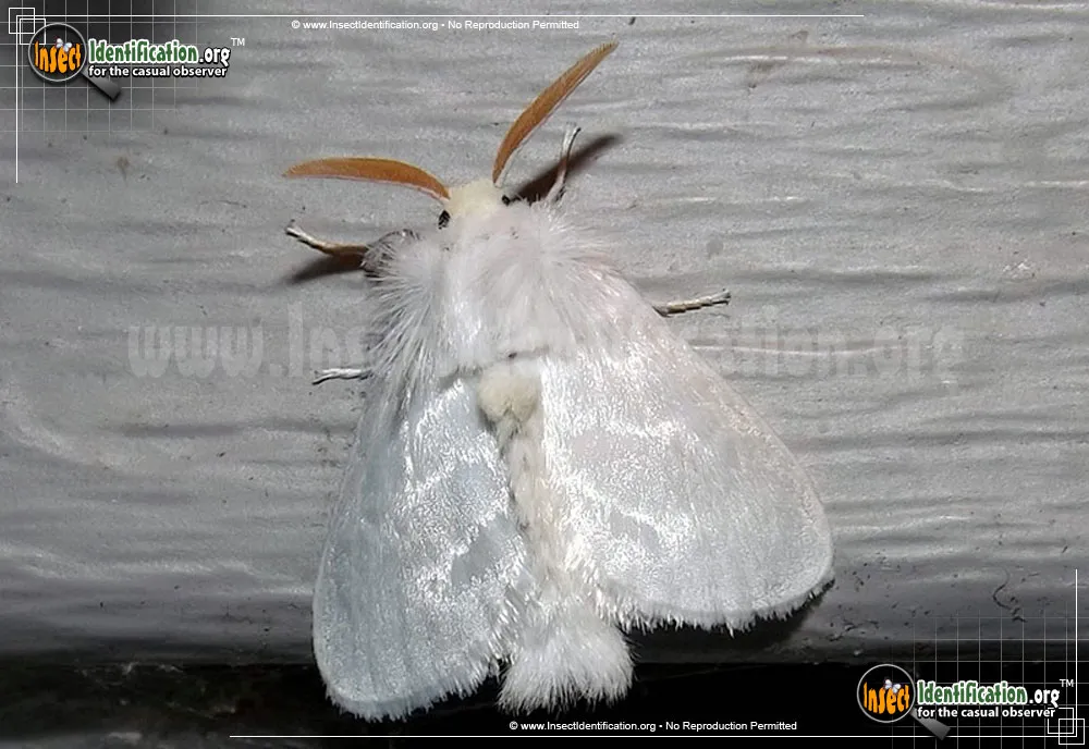 White Flannel Moth