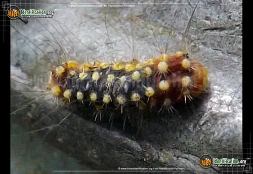 White Flannel Moth - photo 4
