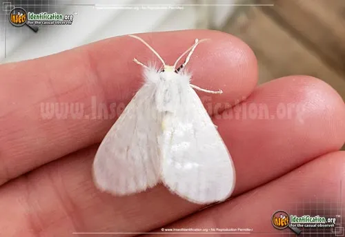 White Flannel Moth - photo 6