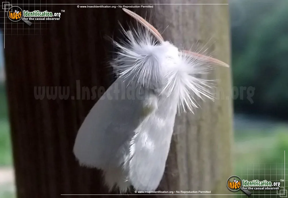 White Flannel Moth - photo 7