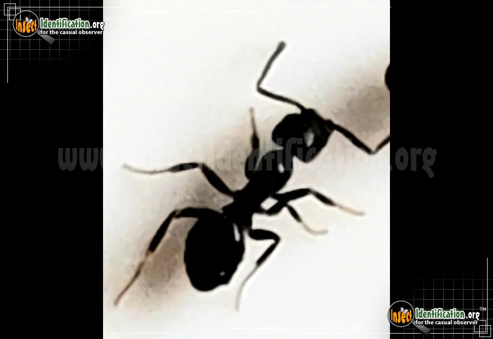 White-footed Ant