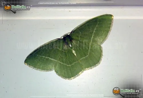 White-fringed Emerald Moth - photo 2
