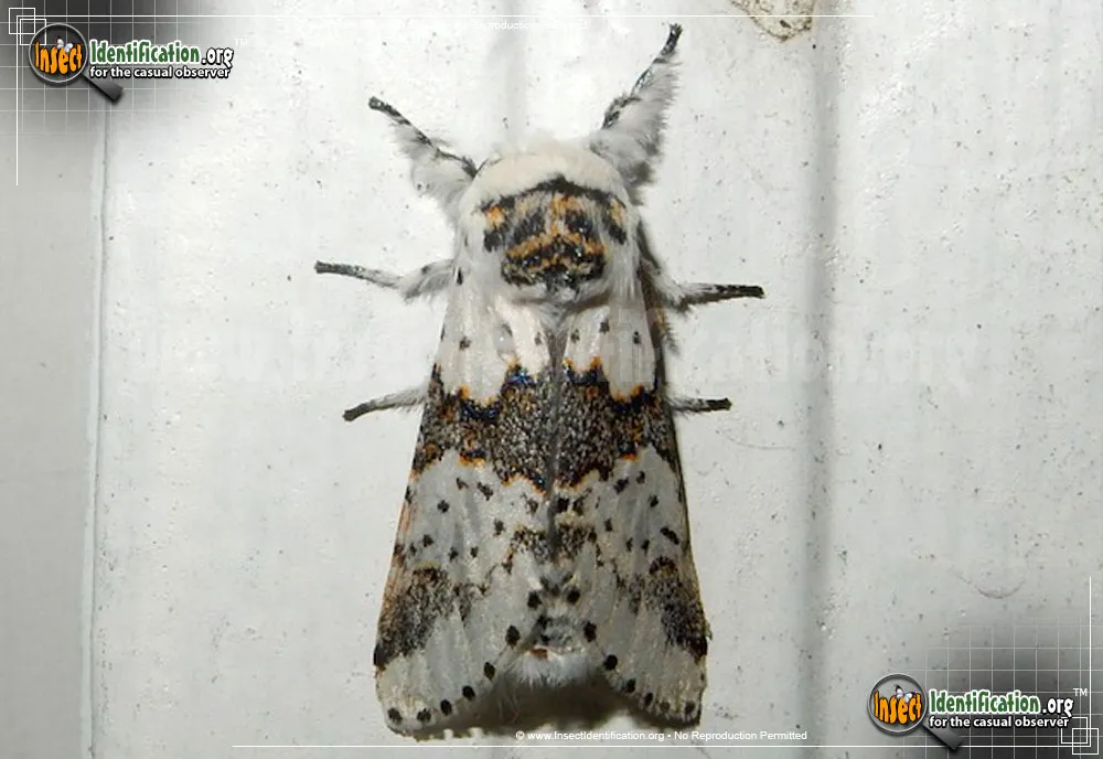 White Furcula Moth
