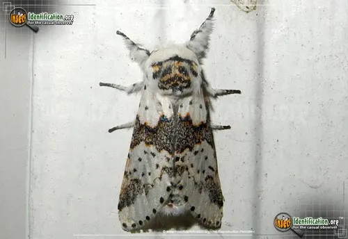 White Furcula Moth - photo 2