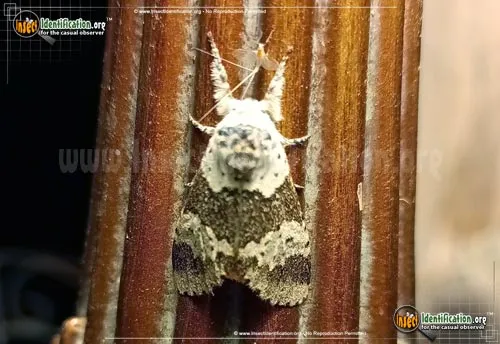 White Furcula Moth - photo 6