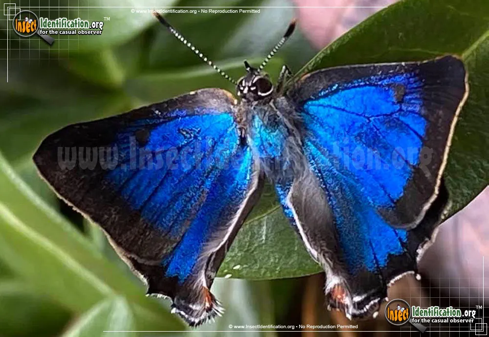 White M Hairstreak Butterfly