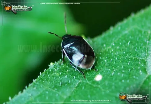 White-margined Burrower Bug - photo 2